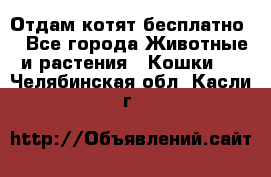 Отдам котят бесплатно  - Все города Животные и растения » Кошки   . Челябинская обл.,Касли г.